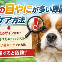 犬の目やにが多い原因とケア方法｜獣医師も推奨する正しい対処法を徹底解説