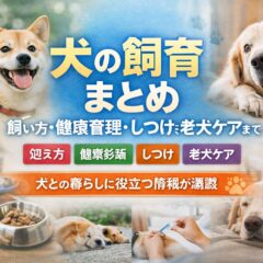 犬の飼育まとめ｜飼い方・健康管理・しつけ・老犬ケアまでわかりやすく解説