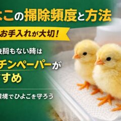 ひよこの掃除頻度と方法を徹底解説｜生後間もない時期はキッチンペーパーが最適な理由