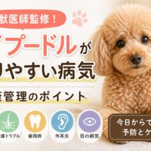 トイプードルがなりやすい病気と健康管理｜獣医師も注目する完全ガイド
