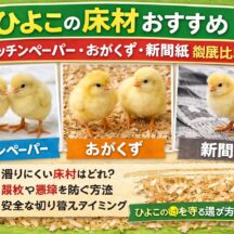 ひよこの床材おすすめ完全ガイド｜キッチンペーパー・おがくず・新聞紙を徹底比較【動物福祉の視点】