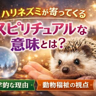 ハリネズミが寄ってくるスピリチュアルな意味とは？動物福祉の視点から読み解く深いメッセージ