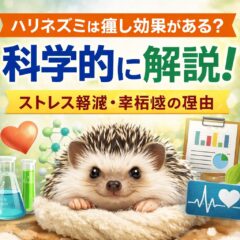 ハリネズミは癒し効果がある？科学的根拠と動物福祉の視点から徹底解説