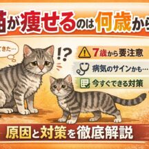 猫が痩せるのは何歳から？年齢別・原因別に獣医師監修で徹底解説
