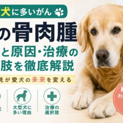 犬の骨肉腫の症状と大型犬に多い理由・治療の選択肢を徹底解説｜早期発見が命を救う