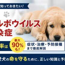 犬のパルボウイルス感染症とは｜症状・致死率・予防接種まで獣医師監修で徹底解説