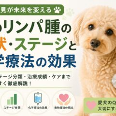 犬のリンパ腫の症状・ステージと化学療法の効果｜愛犬のがんと向き合うための完全ガイド