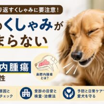犬のくしゃみが止まらない原因と鼻腔内腫瘍の可能性｜見逃せない症状と早期発見のポイント