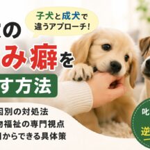 犬の噛み癖を直す方法｜子犬と成犬で違うアプローチを徹底解説