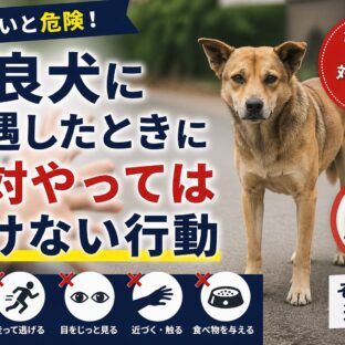 野良犬に遭遇したときに絶対やってはいけない行動｜動物福祉の専門家が解説