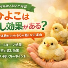 ひよこは癒し効果がある？科学的根拠と動物福祉の視点から徹底解説