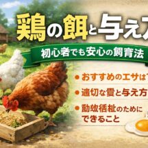 鶏の餌と与え方【完全ガイド】動物福祉の視点から見た正しい栄養管理とは