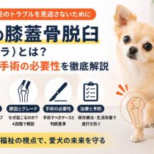 犬の膝蓋骨脱臼（パテラ）とは？症状・グレード・手術の必要性まで徹底解説