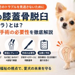 犬の膝蓋骨脱臼（パテラ）とは？症状・グレード・手術の必要性まで徹底解説
