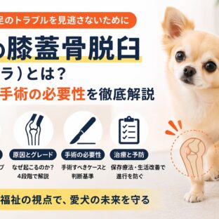 犬の膝蓋骨脱臼（パテラ）とは？症状・グレード・手術の必要性まで徹底解説