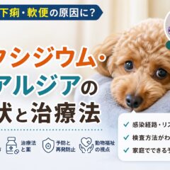 犬のコクシジウム・ジアルジア完全ガイド｜症状・感染経路・治療法まで徹底解説