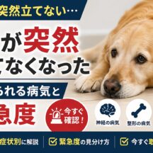 犬が突然立てなくなった…考えられる病気と緊急度を獣医師監修レベルで解説