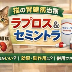 猫の腎臓病にラプロスとセミントラは効果的？違いと使い分けを獣医師監修で解説