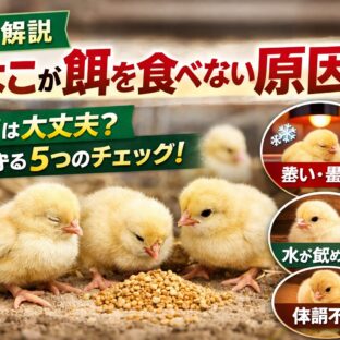 ひよこが餌を食べない原因と対処法｜育雛の失敗を防ぐための完全ガイド