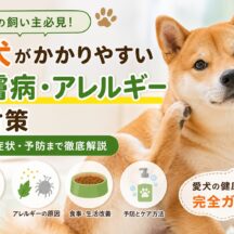 柴犬がかかりやすい皮膚病・アレルギーの対策完全ガイド｜原因から治療・予防まで徹底解説