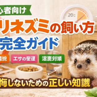 ハリネズミの飼い方完全ガイド【初心者向け】準備・環境・健康管理まで徹底解説