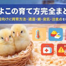 ひよこの育て方完全ガイド｜初心者向けに飼育方法・温度・餌・病気・失敗例まで徹底解説