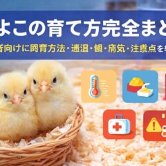 ひよこの育て方完全ガイド｜初心者向けに飼育方法・温度・餌・病気・失敗例まで徹底解説