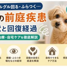 犬の前庭疾患（突然グルグル回る）とは？症状・原因・回復経過を獣医師監修レベルで解説