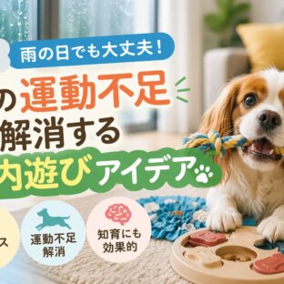 雨の日の犬の運動不足を解消する室内遊びアイデア10選【獣医師監修レベルの完全ガイド】
