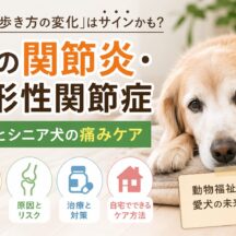 犬の関節炎・変形性関節症の症状とは？シニア犬の痛みケアを徹底解説