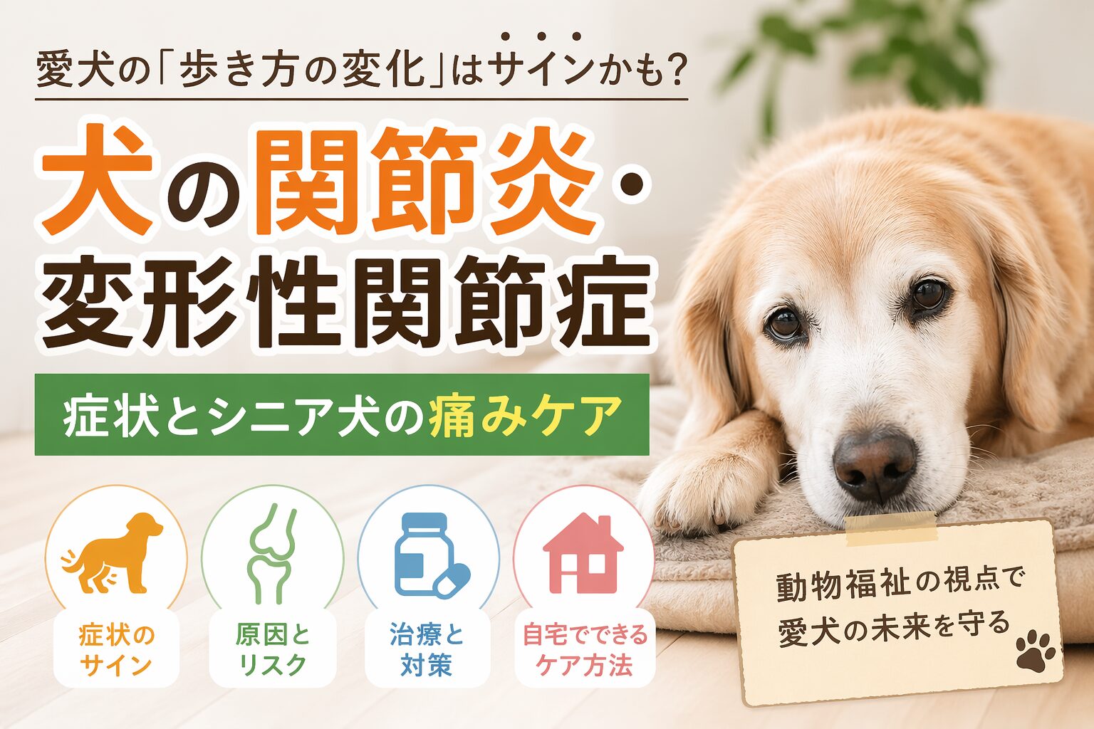 犬の関節炎・変形性関節症の症状とは