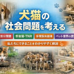 犬猫に関する社会問題まとめ｜殺処分・野良猫・多頭飼育崩壊・繁殖問題までわかりやすく解説