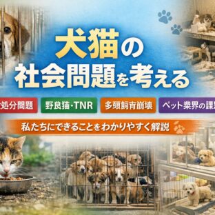 犬猫に関する社会問題まとめ｜殺処分・野良猫・多頭飼育崩壊・繁殖問題までわかりやすく解説