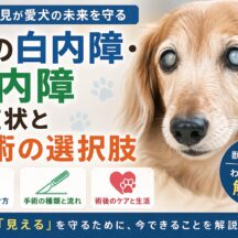 犬の白内障・緑内障の症状と手術の選択肢｜早期発見が愛犬の視力を守る