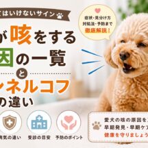犬が咳をする原因一覧｜ケンネルコフとの違いや受診タイミングを獣医師監修レベルで解説