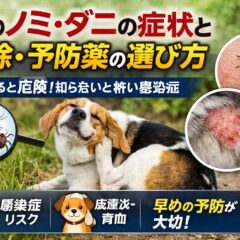 犬のノミ・ダニの症状と駆除・予防薬の選び方｜獣医師も推奨する完全ガイド