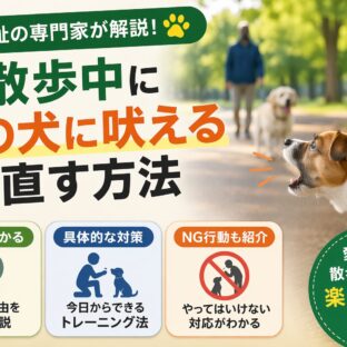 犬が散歩中に他の犬に吠える原因と直す方法【獣医師監修レベルの完全ガイド】