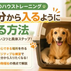 犬のハウストレーニングで自分から入るようになる方法｜失敗しない科学的アプローチ