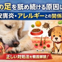 犬が足を舐め続ける原因とは？皮膚炎・アレルギーとの深い関係を徹底解説
