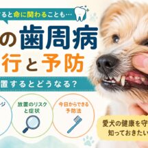 犬の歯周病の進行と予防｜放置するとどうなる？症状・原因・対策を徹底解説
