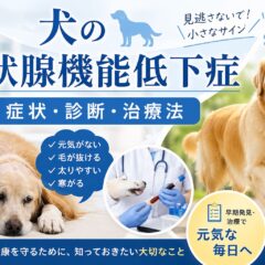 犬の甲状腺機能低下症とは？症状・診断・治療法を獣医師監修レベルで徹底解説