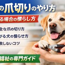犬の爪切りのやり方と嫌がる場合の慣らし方【獣医師監修レベルの完全ガイド】