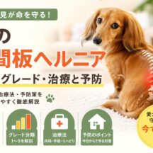 犬の椎間板ヘルニアとは？症状・グレード・治療法と予防まで徹底解説