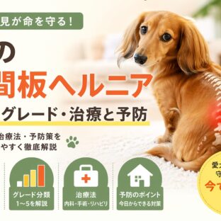 犬の椎間板ヘルニアとは？症状・グレード・治療法と予防まで徹底解説