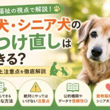 老犬・シニア犬のしつけ直しはできるか？やり方・注意点を動物福祉の視点で徹底解説