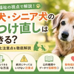 老犬・シニア犬のしつけ直しはできるか？やり方・注意点を動物福祉の視点で徹底解説