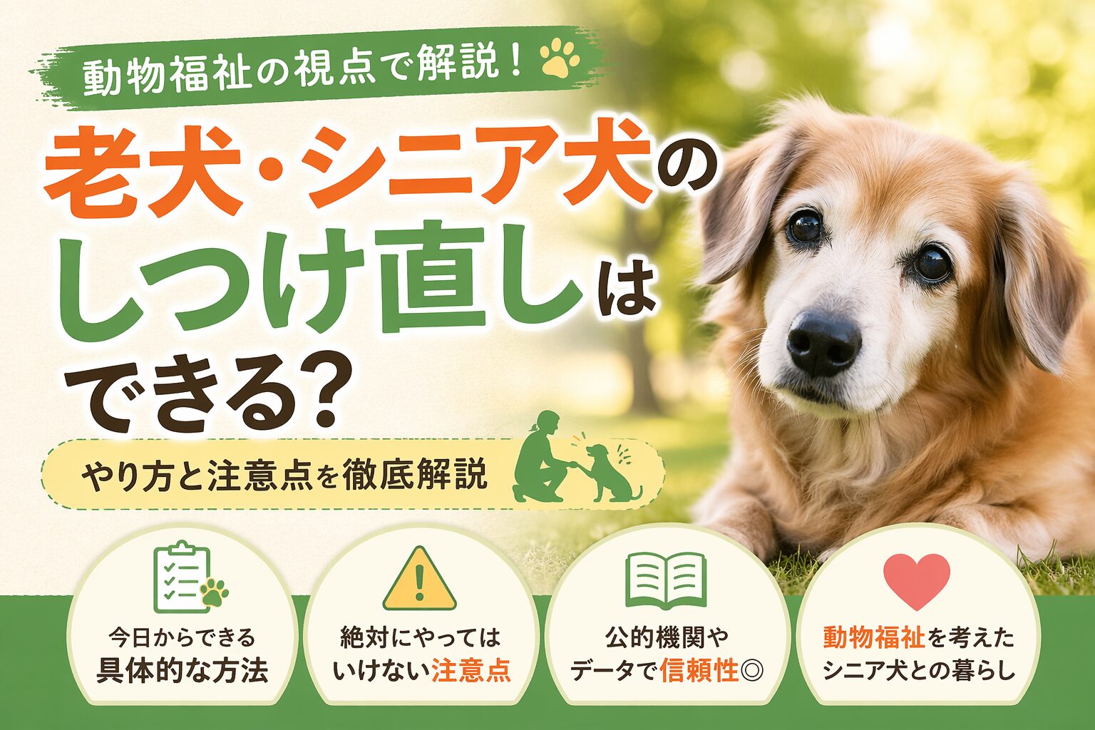老犬・シニア犬のしつけ直しはできるか