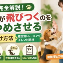 犬が飛びつくのをやめさせるしつけ方法【獣医師監修】原因から実践トレーニングまで完全解説