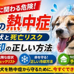 犬の熱中症の症状と死亡リスク・冷却の正しい方法【獣医師監修レベルの完全ガイド】