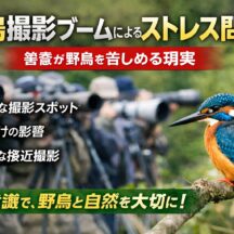 野鳥撮影ブームが引き起こすストレス問題とは？動物福祉の視点から考える「善意の観察」の落とし穴